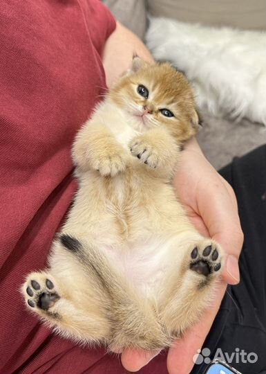 Шотландская вислоухая золотая шиншилла