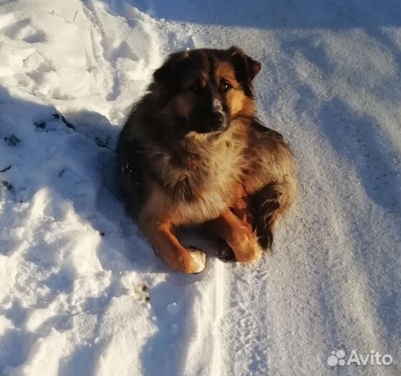 Красавчик и охранник Ральфик ищет дом