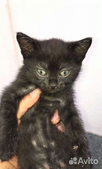 Маленькие котята в добрые руки