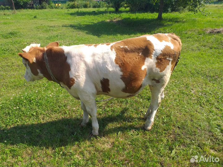 Телята бычки