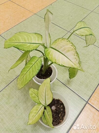 Алоказия полли, Розовая принцесса, пеперомия