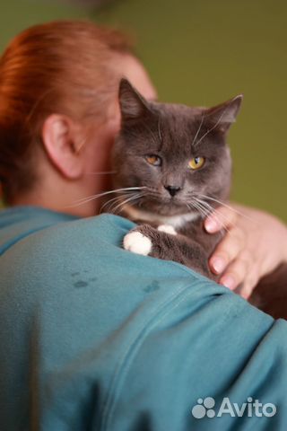 Добрый котик в добрые руки