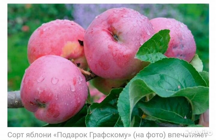 Колоновидные яблони из Мичуринска