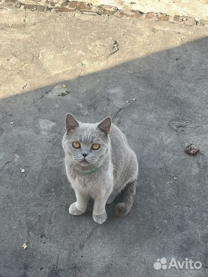Британская кошка в дар
