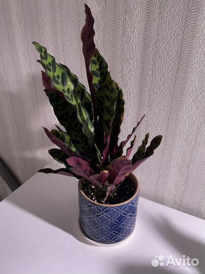 Калатея лансифолия