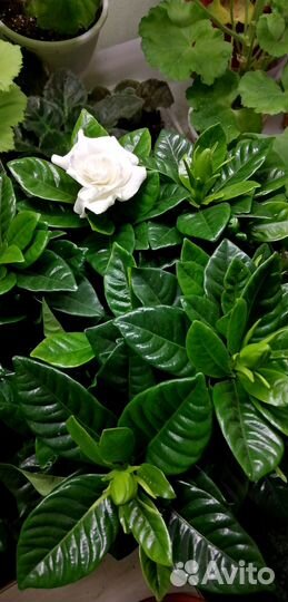 Гардения жасминовидная