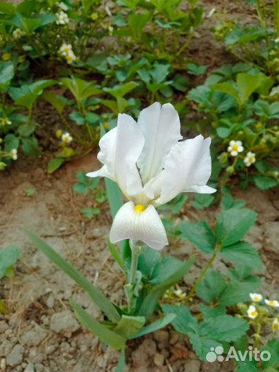 Ирисы бородатые сортовые