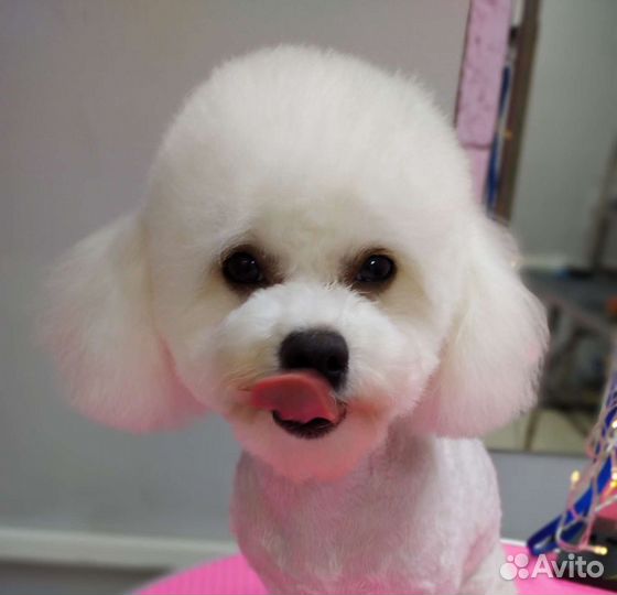 Обучение грумингу с дальнейшим трудоустройством