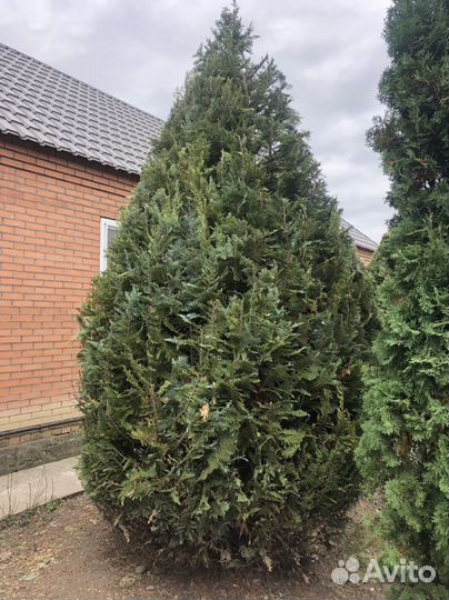 Можжевельник