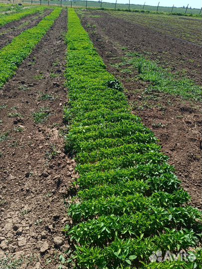 Перец болгарский рассада