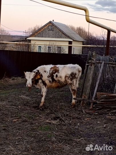 Корова телка айширская