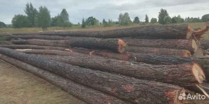 Лес кругляк лиственница