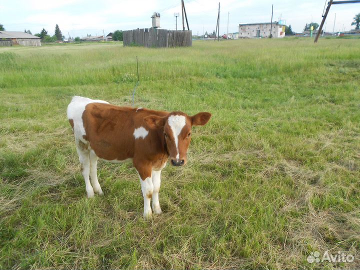 Бычок и телка