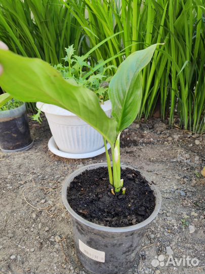 Спатифиллум