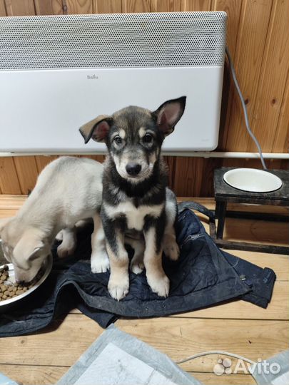 Щенки сибирской хаски мальчики