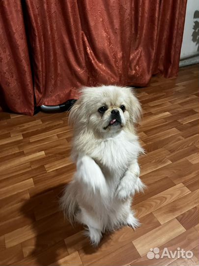 Пекинес вязка