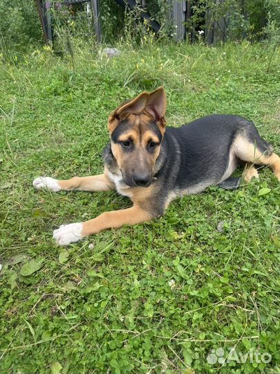 Собака в добрые руки