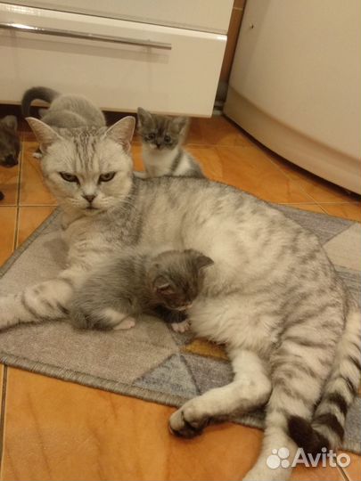 Продам котят