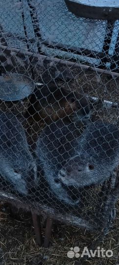 Нутрии самцы