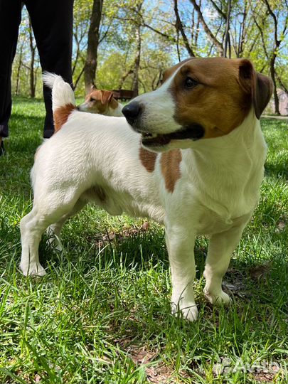 Вязка джек рассел терьер