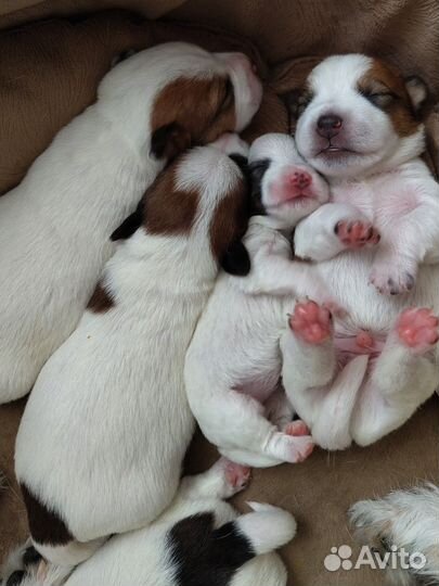 Джек рассел