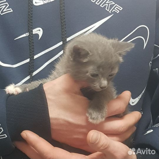 Котенок
