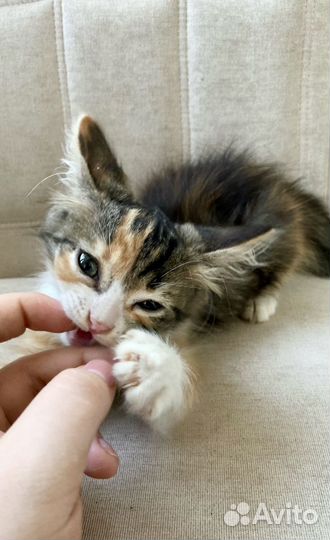 Котенок в самые добрые руки