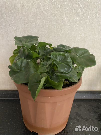 Филодендрон