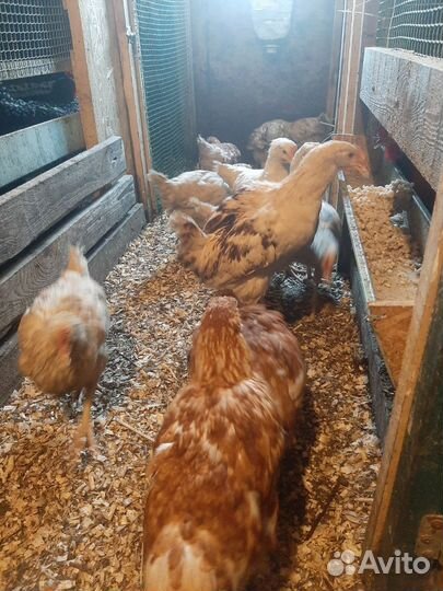 Петухи 5 месяцев