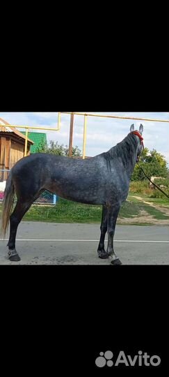 Орловская кобыла