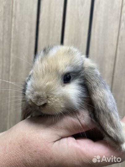 Декоративные карликовые кролики