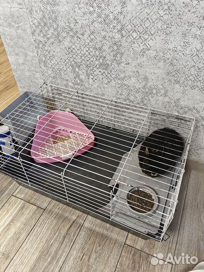 Карликовый кролик