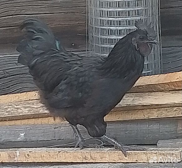 Петух ухейилюй