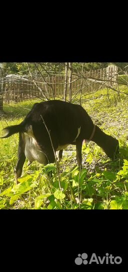 Козочки 50 камори