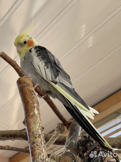 Попугай корелла птенцы