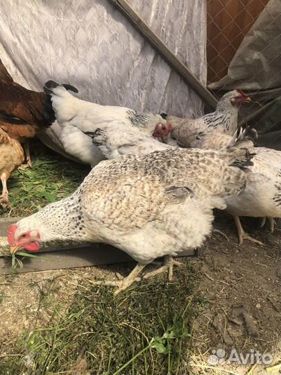 Куры молодки несушки Мастер Грей 3,5мес