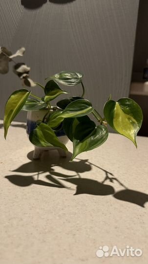 Филодендрон фикус