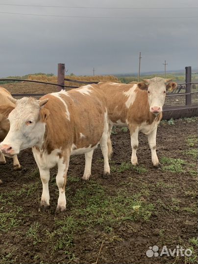 Стельные телки и бычки