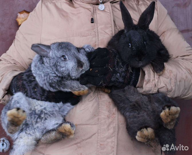 Классные крольчата