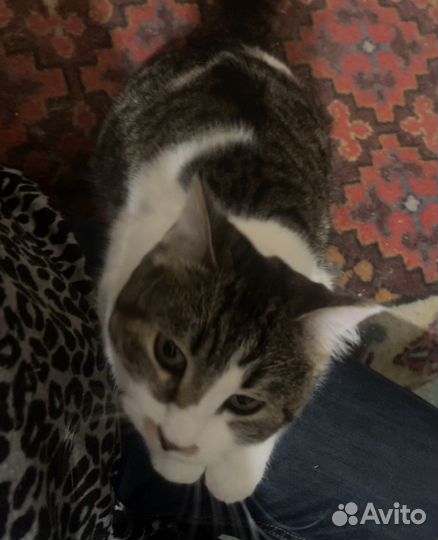 Кошечка стерилизованая,2 года