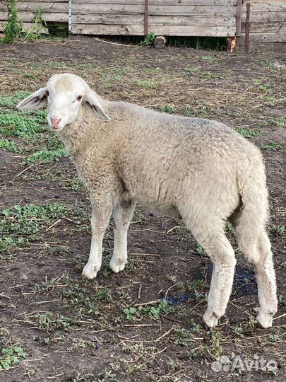 Ягнята Долан/Меринос