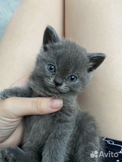 Шотландские котята