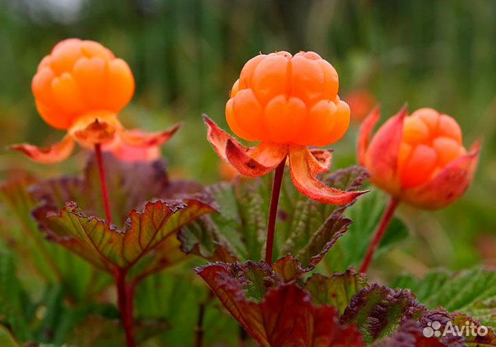 Цветы для сада