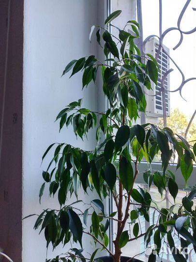 Фикус бенджамина