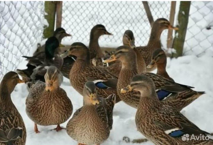 Подсадные утки