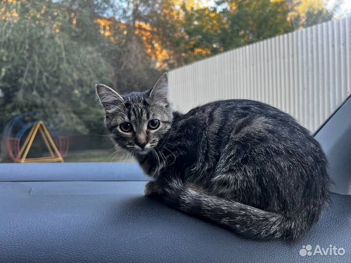 Потерялась кошка