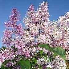 Сирень венгерская, обыкновенная