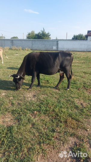 Бычки корова