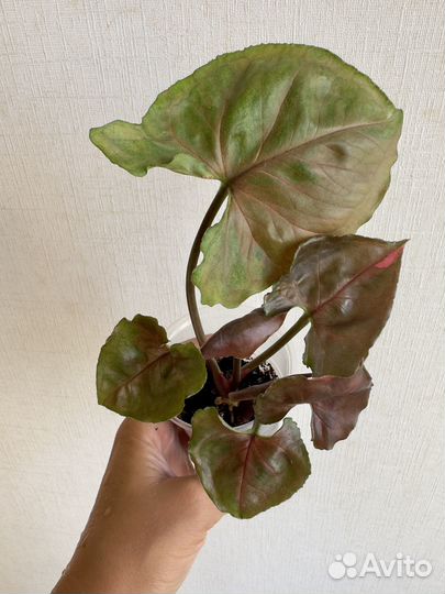 Сингониумы