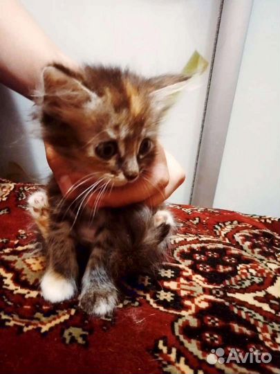 Отдам котят